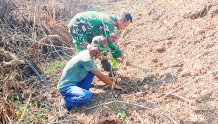 Babinsa 2302/Bojonegara Laksanakan Pembinaan Wilayah Melalui Penanaman Pohon Dan Pengembangan Pertanian