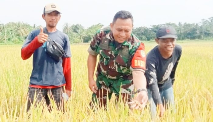 Babinsa Koramil 2305/Cinangka Aktif Laksanakan Bintahwil: Beri Edukasi Bela Negara dan Dampingi Petani Panen Padi