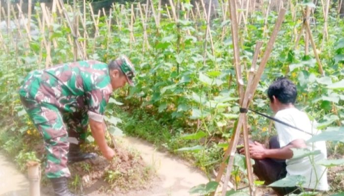 Babinsa Koramil 2306/Mancak Laksanakan Bintahwil, Dukung Pelestarian Alam dan Ketahanan Pangan