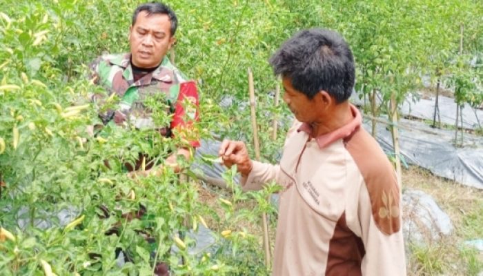 Koramil 2305/Cinangka Laksanakan Bintahwil, Dampingi Petani dan Latih Pramuka Navigasi