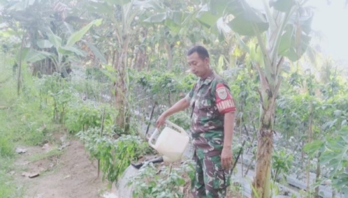 Babinsa Koramil 2301/Cilegon Laksanakan Pembinaan Teritorial Bersama Petani dan Linmas di Kota Cilegon