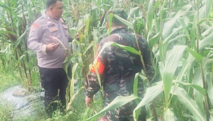 Babinsa Koramil 2302/Bojonegara Aktif Dampingi Kegiatan Ketahanan Wilayah di Pulo Ampel dan Bojonegara