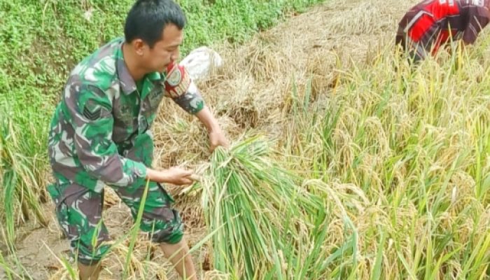 Babinsa Koramil 2301/Cilegon Aktif Dampingi Warga, Dukung Ketahanan Wilayah