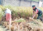Babinsa Koramil 2306/Mancak Aktif Dampingi Warga dalam Kegiatan Bintahwil di Desa Binaan