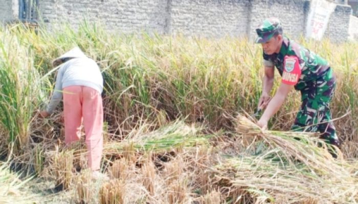 Babinsa Koramil 2306/Mancak Aktif Dampingi Warga dalam Kegiatan Bintahwil di Desa Binaan