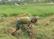 Babinsa Koramil 2302/Bojonegara Aktif Dampingi Warga dalam Pembinaan Ketahanan Wilayah