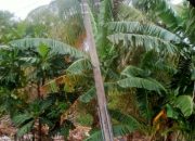 Tiang Listrik Miring Ancam Keselamatan Warga Tombo-Tombolo: PLN Diduga Abaikan Laporan Warga