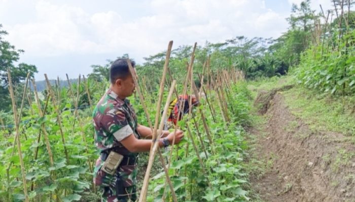 Babinsa Koramil 2306/Mancak Laksanakan Kegiatan Bintahwil : Dampingi Petani dan Berikan Wawasan Kebangsaan kepada Pelajar