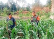 Babinsa Koramil 2301/Cilegon Dukung Ketahanan Pangan Lewat Pendampingan Poktan di Wilayah Binaan