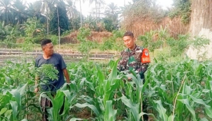 Babinsa Koramil 2301/Cilegon Dukung Ketahanan Pangan Lewat Pendampingan Poktan di Wilayah Binaan