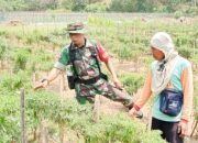 Babinsa Koramil 2304/Anyar Dampingi Warga dalam Perawatan Tanaman Cabe dan Palawija