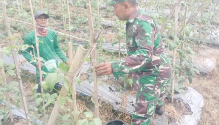 Babinsa Koramil 2305/Cinangka Laksanakan Kegiatan Bintahwil di Dua Lokasi Kecamatan Cinangka