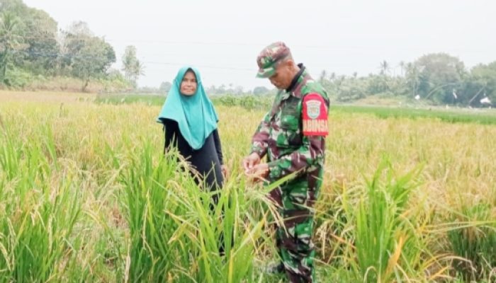 Babinsa Koramil 2304/Anyar Gelar Kegiatan Bintahwil di Desa Bandulu dan Desa Grogol