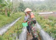 Babinsa Koramil 2305/Cinangka Laksanakan Bintahwil : Tanamkan Bela Negara & Dampingi Perawatan Tanaman Cabai