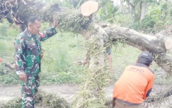 Babinsa Koramil 2305/Cinangka Laksanakan Karya Bakti di Dua Lokasi di Wilayah Kecamatan Cinangka