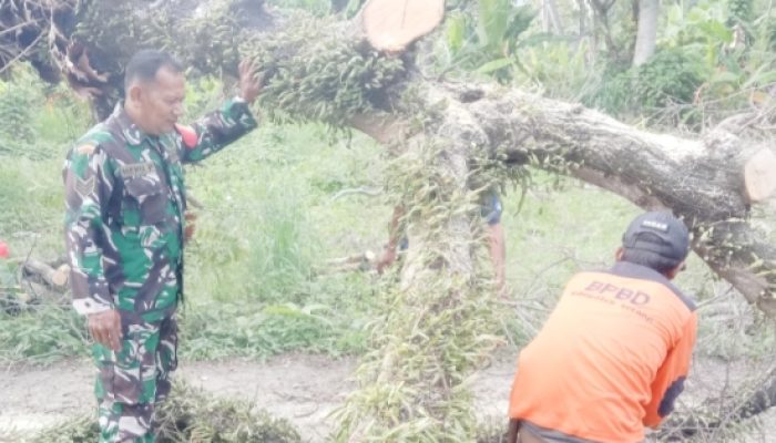 Babinsa Koramil 2305/Cinangka Laksanakan Karya Bakti di Dua Lokasi di Wilayah Kecamatan Cinangka