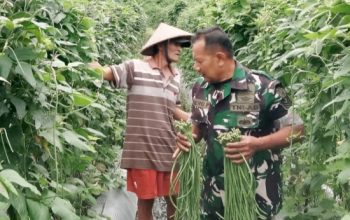Babinsa Koramil 2305/Cinangka Lakukan Pendampingan Pertanian : Dukung Ketahanan Pangan di Wilayah