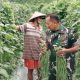 Babinsa Koramil 2305/Cinangka Lakukan Pendampingan Pertanian : Dukung Ketahanan Pangan di Wilayah