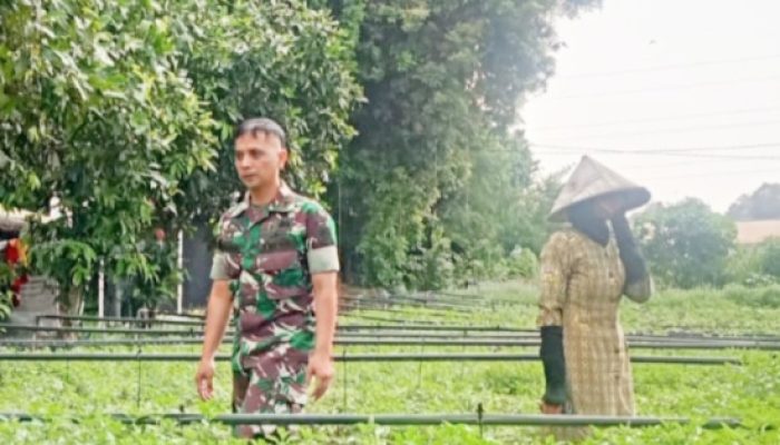 Babinsa Koramil 2301/Cilegon Dukung Ketahanan Pangan Lewat Pendampingan Poktan di Dua Wilayah