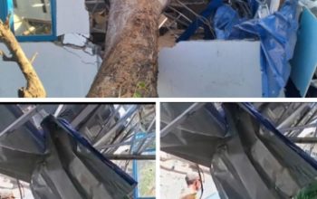 Angin Kencang Robohkan Pohon, Ruang Kelas SMPN 2 Turatea Rusak Parah