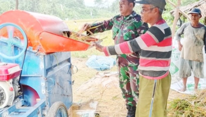 Babinsa Koramil 2305/Cinangka Laksanakan Bintahwil dan Pendampingan Panen Padi di Wilayah Binaan