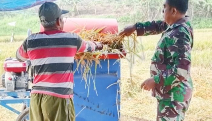 Babinsa Koramil 2305/Cinangka Laksanakan Pendampingan Panen dan Pembinaan Linmas di Akhir Pekan
