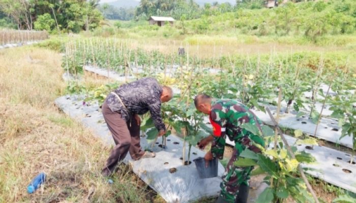 Babinsa Koramil 2306/Mancak Dukung Pelestarian Lingkungan Lewat Kegiatan Penanaman dan Pemeliharaan Ketapang