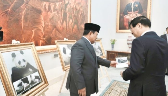 Bayi Panda Lahir di Indonesia, Prabowo Beri Nama ‘Satrio Wiratama’