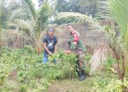 Babinsa Koramil 2305/Cinangka Bantu Petani Panen Cabai dan Rawat Padi, Wujudkan Ketahanan Pangan di Desa