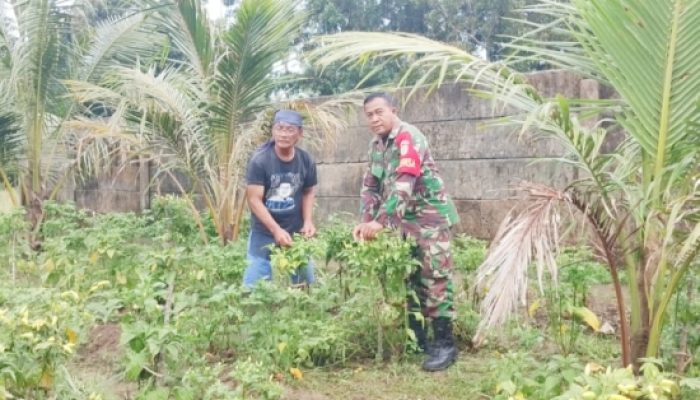 Babinsa Koramil 2305/Cinangka Bantu Petani Panen Cabai dan Rawat Padi, Wujudkan Ketahanan Pangan di Desa