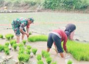 Babinsa Koramil 2306/Mancak Perkuat Ketahanan Pangan Lewat Pendampingan Ketapang dan Bibit Padi