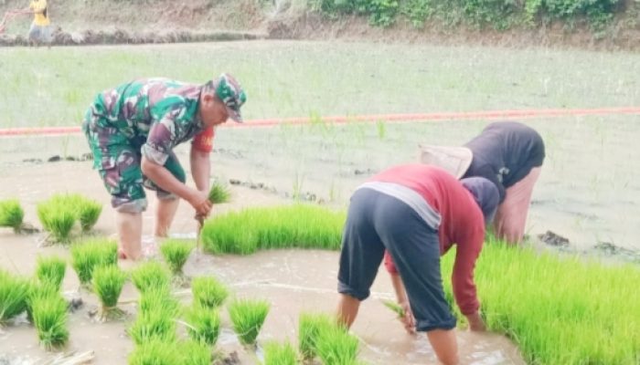Babinsa Koramil 2306/Mancak Perkuat Ketahanan Pangan Lewat Pendampingan Ketapang dan Bibit Padi