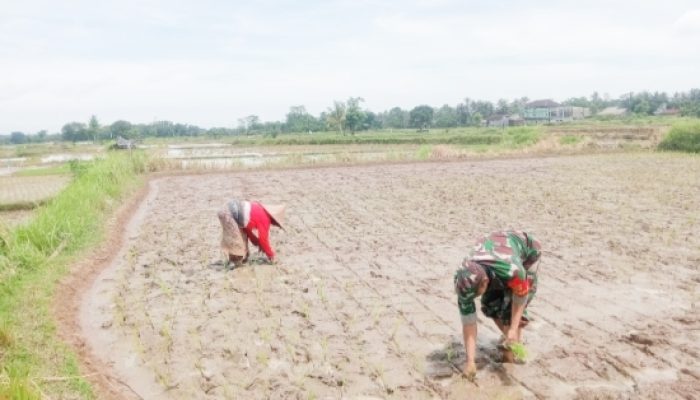 Babinsa Koramil 2304/Anyar Aktif Dampingi Petani dan Edukasi Warga Jaga Kelestarian Alam