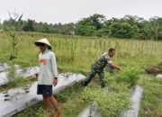 Babinsa Koramil 2305/Cinangka Turun ke Sawah dan Kebun, Dukung Ketahanan Pangan Warga