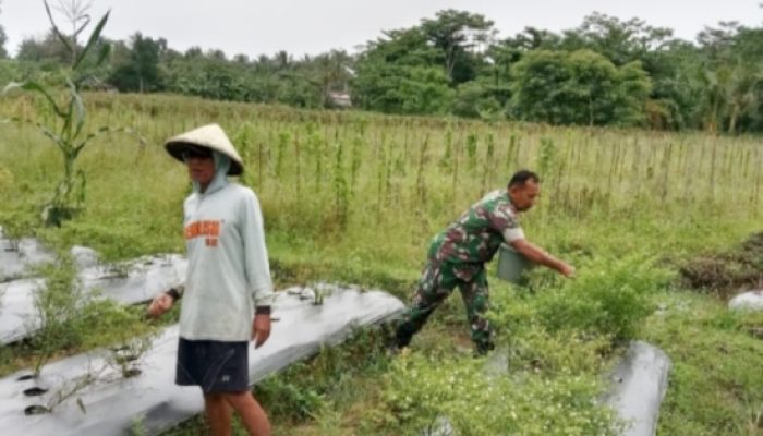 Babinsa Koramil 2305/Cinangka Turun ke Sawah dan Kebun, Dukung Ketahanan Pangan Warga