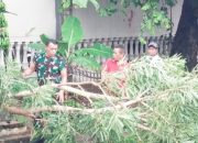 Sigap Tanggap Bencana, Babinsa Koramil 2301/Cilegon Gelar Karya Bakti Pasca Pohon Tumbang