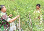 Babinsa Koramil 2305/Cinangka Turun ke Sawah, Dampingi Petani Panen Cabai hingga Semai Bibit Timun