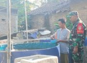 Babinsa Koramil 2306/Mancak Perkuat Ketahanan Pangan Lewat Pendampingan Budidaya Lele di Mancak