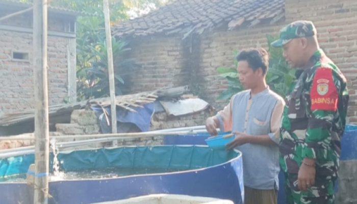 Babinsa Koramil 2306/Mancak Perkuat Ketahanan Pangan Lewat Pendampingan Budidaya Lele di Mancak