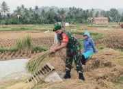 Babinsa Koramil 2303/Pulomerak Tingkatkan Pembinaan Wilayah, Latih Disiplin Security dan Dukung Ketahanan Pangan Warga
