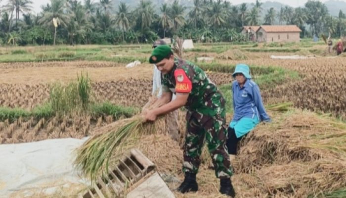 Babinsa Koramil 2303/Pulomerak Tingkatkan Pembinaan Wilayah, Latih Disiplin Security dan Dukung Ketahanan Pangan Warga