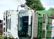 Truk Isuzu Muat Pakan Ayam (AD) Terguling di Jeneponto, Ban Meletus Lalu Tanah Ambruk