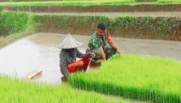 Babinsa Koramil 2306/Mancak Dampingi Petani Ketapang, Perkuat Ketahanan Wilayah