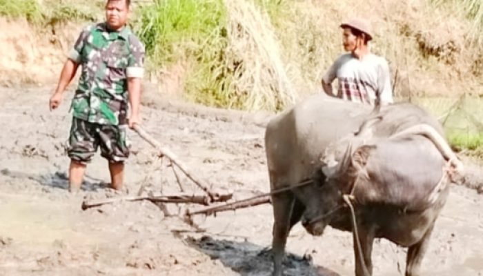 Babinsa Koramil 2306/Mancak Dukung Ketahanan Pangan Melalui Pendampingan Pertanian Warga