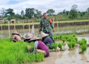 Babinsa Koramil 2304/Anyar Dampingi Petani dan Pembudidaya Ikan, Wujudkan Ketahanan Pangan