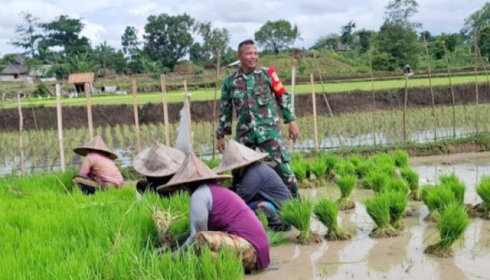 Babinsa Koramil 2304/Anyar Dampingi Petani dan Pembudidaya Ikan, Wujudkan Ketahanan Pangan