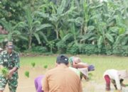 Babinsa Koramil 2302/Bojonegara Aktif Dampingi Petani, Dukung Ketahanan Pangan Wilayah
