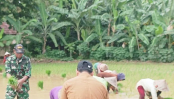 Babinsa Koramil 2302/Bojonegara Aktif Dampingi Petani, Dukung Ketahanan Pangan Wilayah