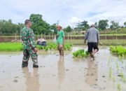 Babinsa Koramil 2304/Anyar Dampingi Poktan, Perkuat Ketahanan Pangan Lewat Bintahwil