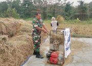 Babinsa Koramil Cinangka Aktif Dampingi Petani, Panen Padi dan Pembersihan Gulma Jadi Fokus Bintahwil